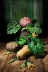 Récolter des citrouilles et des courges