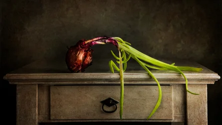 Oignon à repiquer « Moody »