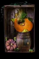 Citrouilles d