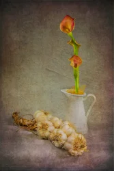 Callas rustiques à l