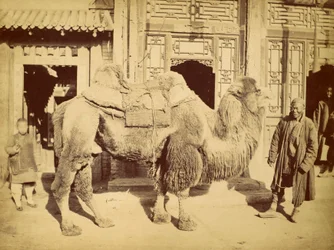 Chameau de Bactriane avec son gardien, vers 1860