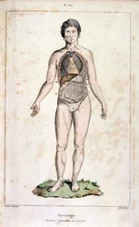 Anatomical illustration by F. E. Guerin. From Dictionnaire pittoresque d