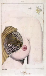 Anatomical illustration by F. E. Guerin. From Dictionnaire pittoresque d