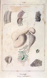 Anatomical illustration by F. E. Guerin. From Dictionnaire pittoresque d
