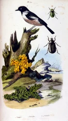 Botanical and zoological illustration by F. E. Guerin. From Dictionnaire pittoresque d