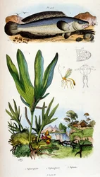 Botanical and zoological illustration by F. E. Guerin. From Dictionnaire pittoresque d