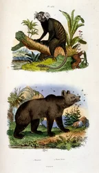Botanical and zoological illustration by F. E. Guerin. From Dictionnaire pittoresque d