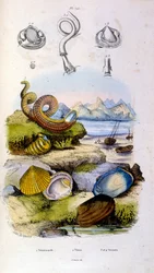 Botanical and zoological illustration by F. E. Guerin. From Dictionnaire pittoresque d