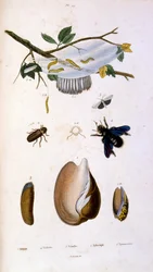 Botanical and zoological illustration by F. E. Guerin. From Dictionnaire pittoresque d