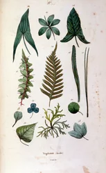 Botanical and zoological illustration by F. E. Guerin. From Dictionnaire pittoresque d