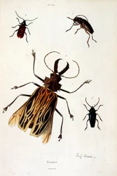 Botanical and zoological illustration by F. E. Guerin. From Dictionnaire pittoresque d