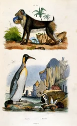 Botanical and zoological illustration by F. E. Guerin. From Dictionnaire pittoresque d