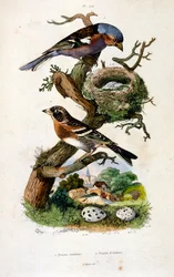 Botanical and zoological illustration by F. E. Guerin. From Dictionnaire pittoresque d