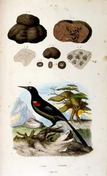 Botanical and zoological illustration by F. E. Guerin. From Dictionnaire pittoresque d