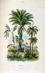 Botanical and zoological illustration by F. E. Guerin. From Dictionnaire pittoresque d