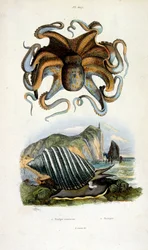 Botanical and zoological illustration by F. E. Guerin. From Dictionnaire pittoresque d