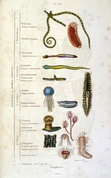 Botanical and zoological illustration by F. E. Guerin. From Dictionnaire pittoresque d
