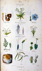 Botanical and zoological illustration by F. E. Guerin. From Dictionnaire pittoresque d