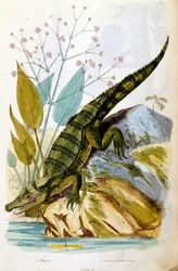 Botanical and zoological illustration by F. E. Guerin. From Dictionnaire pittoresque d