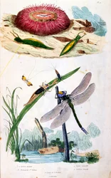 Botanical and zoological illustration by F. E. Guerin. From Dictionnaire pittoresque d