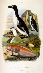 Botanical and zoological illustration by F. E. Guerin. From Dictionnaire pittoresque d
