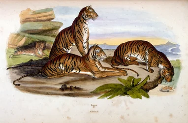 Botanical and zoological illustration by F. E. Guerin. From Dictionnaire pittoresque d