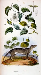 Botanical and zoological illustration by F. E. Guerin. From Dictionnaire pittoresque d