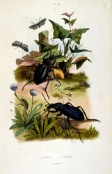Botanical and zoological illustration by F. E. Guerin. From Dictionnaire pittoresque d