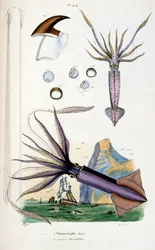 Botanical and zoological illustration by F. E. Guerin. From Dictionnaire pittoresque d
