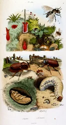 Botanical and zoological illustration by F. E. Guerin. From Dictionnaire pittoresque d