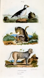Botanical and zoological illustration by F. E. Guerin. From Dictionnaire pittoresque d