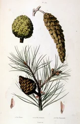 Botanical and zoological illustration by F. E. Guerin. From Dictionnaire pittoresque d