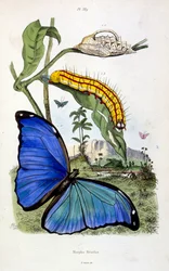 Botanical and zoological illustration by F. E. Guerin. From Dictionnaire pittoresque d