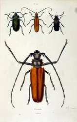 Botanical and zoological illustration by F. E. Guerin. From Dictionnaire pittoresque d