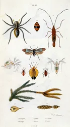 Botanical and zoological illustration by F. E. Guerin. From Dictionnaire pittoresque d