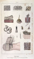 Botanical and zoological illustration by F. E. Guerin. From Dictionnaire pittoresque d