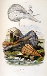 Botanical and zoological illustration by F. E. Guerin. From Dictionnaire pittoresque d