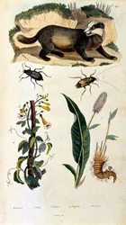 Botanical and zoological illustration by F. E. Guerin. From Dictionnaire pittoresque d