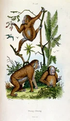 Botanical and zoological illustration by F. E. Guerin. From Dictionnaire pittoresque d