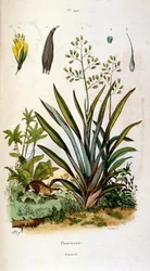 Botanical and zoological illustration by F. E. Guerin. From Dictionnaire pittoresque d