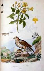 Botanical and zoological illustration by F. E. Guerin. From Dictionnaire pittoresque d