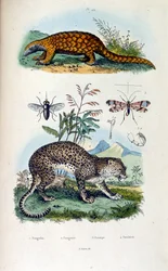 Botanical and zoological illustration by F. E. Guerin. From Dictionnaire pittoresque d