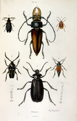 Botanical and zoological illustration by F. E. Guerin. From Dictionnaire pittoresque d