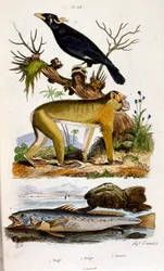 Botanical and zoological illustration by F. E. Guerin. From Dictionnaire pittoresque d