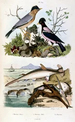 Botanical and zoological illustration by F. E. Guerin. From Dictionnaire pittoresque d