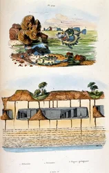 Botanical and zoological illustration by F. E. Guerin. From Dictionnaire pittoresque d