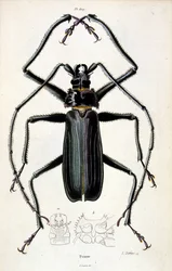 Botanical and zoological illustration by F. E. Guerin. From Dictionnaire pittoresque d