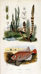 Botanical and zoological illustration by F. E. Guerin. From Dictionnaire pittoresque d