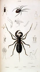 Botanical and zoological illustration by F. E. Guerin. From Dictionnaire pittoresque d