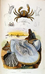 Botanical and zoological illustration by F. E. Guerin. From Dictionnaire pittoresque d